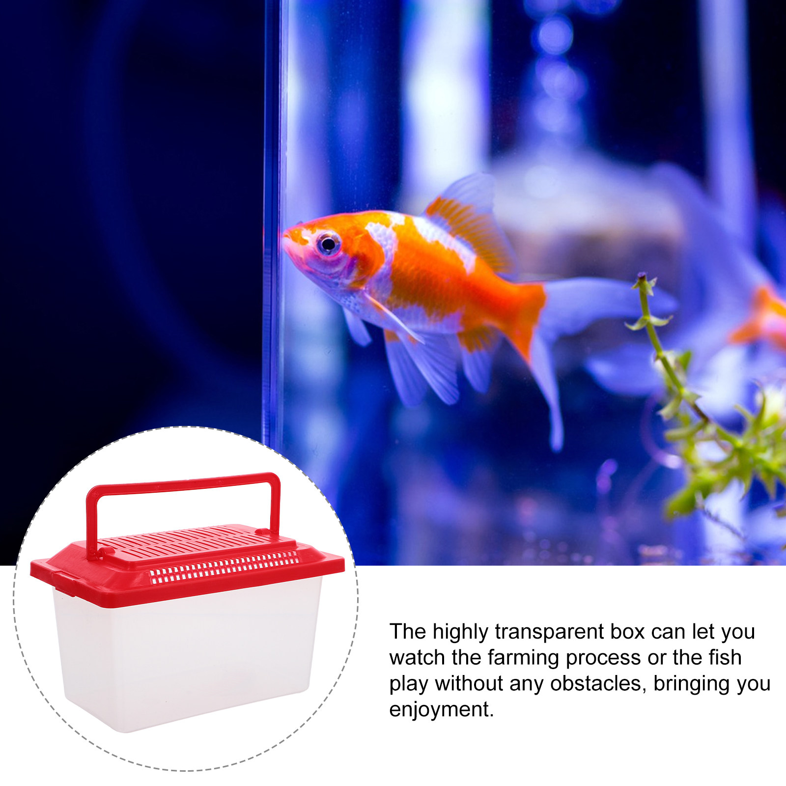 Portable Pet Transport Box Tur - огляд і ціна Box Fish In Aquarium