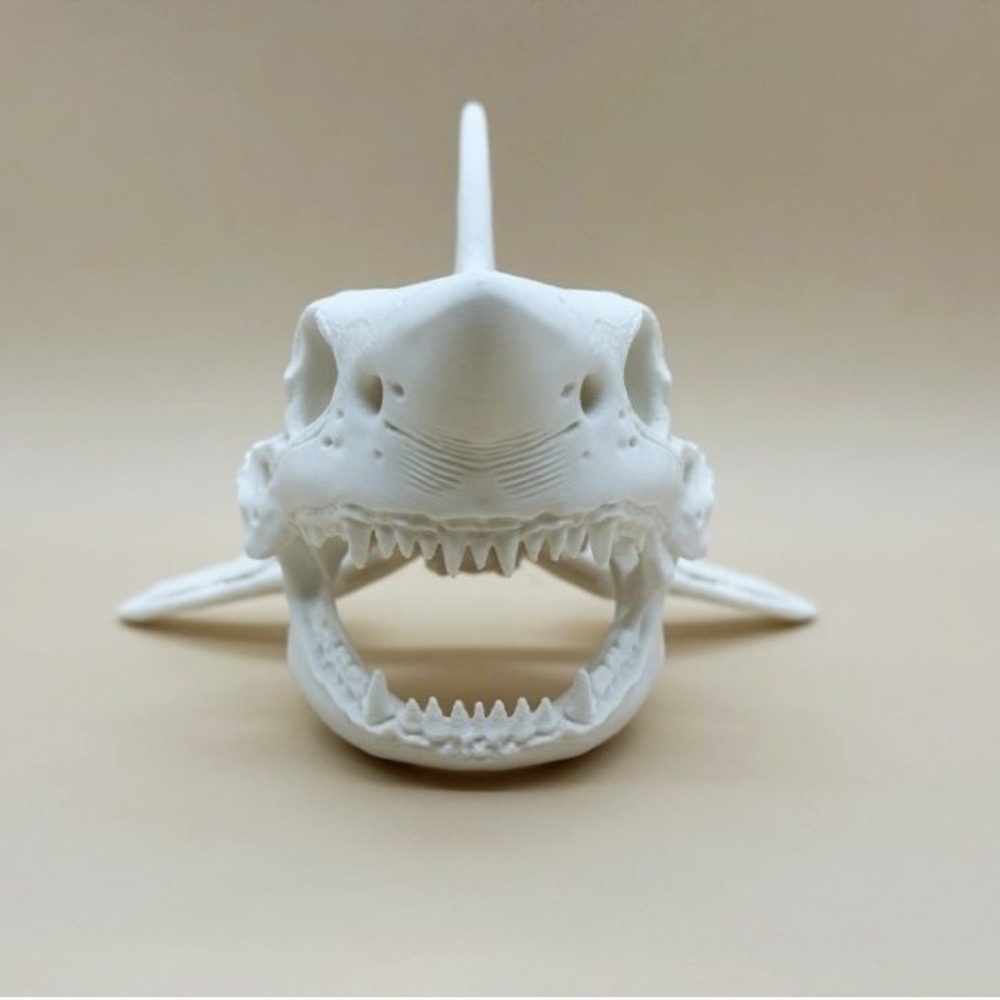 3D Printing Shark Skull Skelet - огляд і ціна Aquarium Fish Diseases