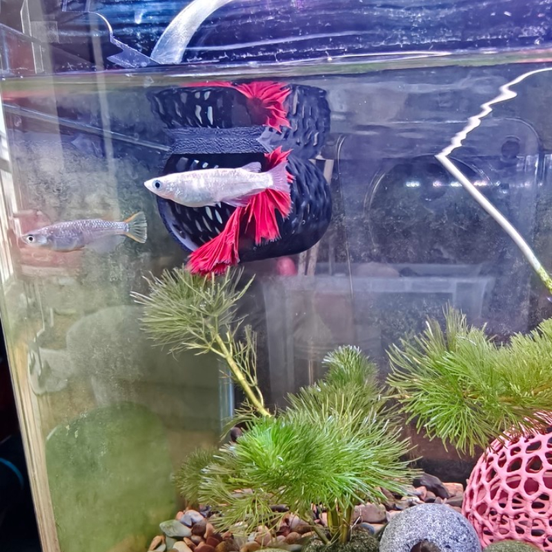 Floating Betta Hammock Tunnel, - огляд і ціна Aquarium Fish Hide