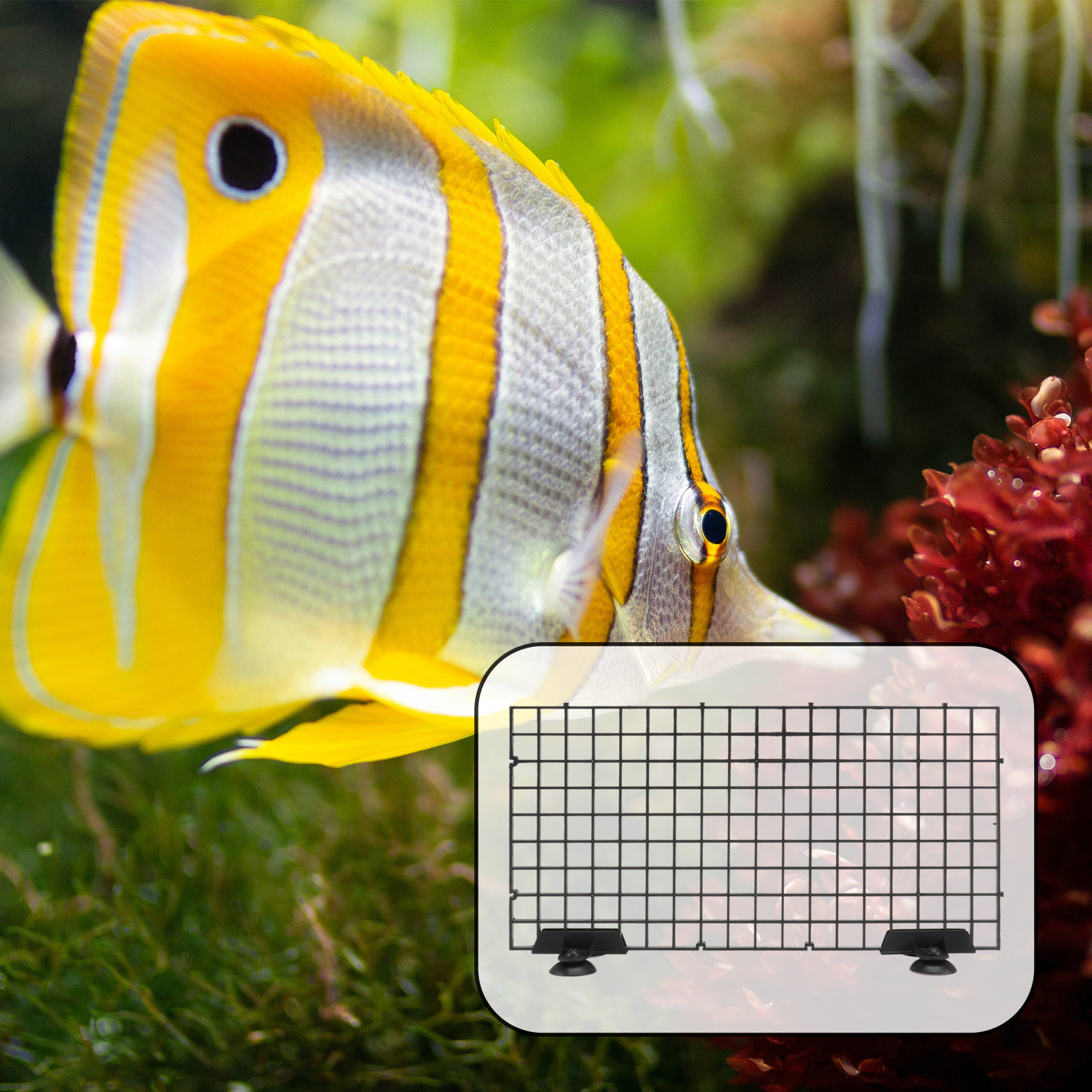 Fish Breeder Net Segregation B - огляд і ціна Aquarium Fish Big Size