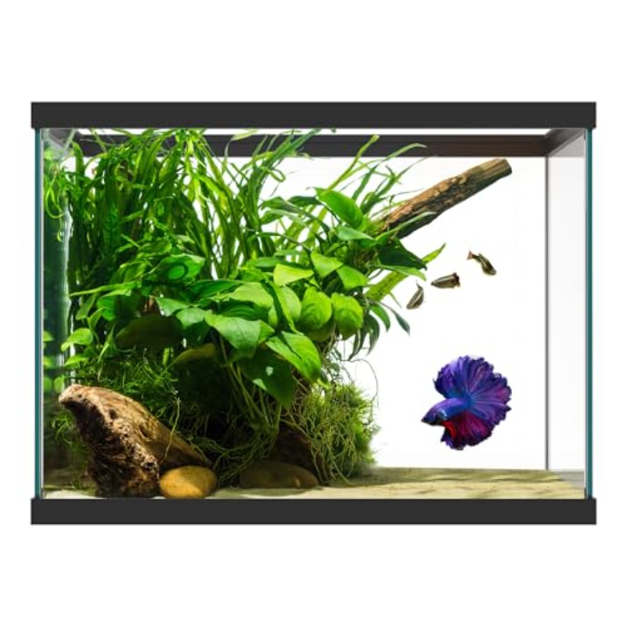 20 Gallon Glass Aquarium - 24  - огляд і ціна Aquarium Fish Goldfish
