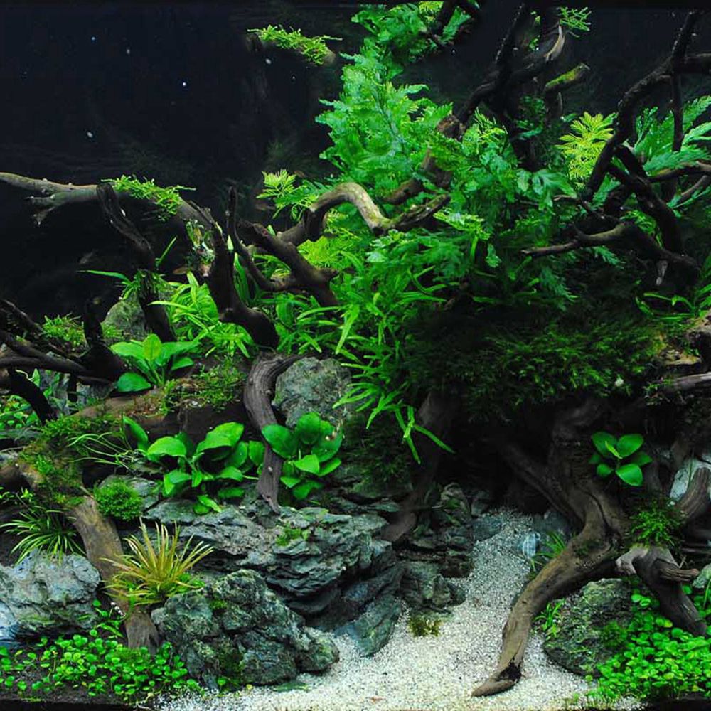 1 Pcs Wood Reptile Fish Tank O - огляд і ціна Aquarium Fish Diseases