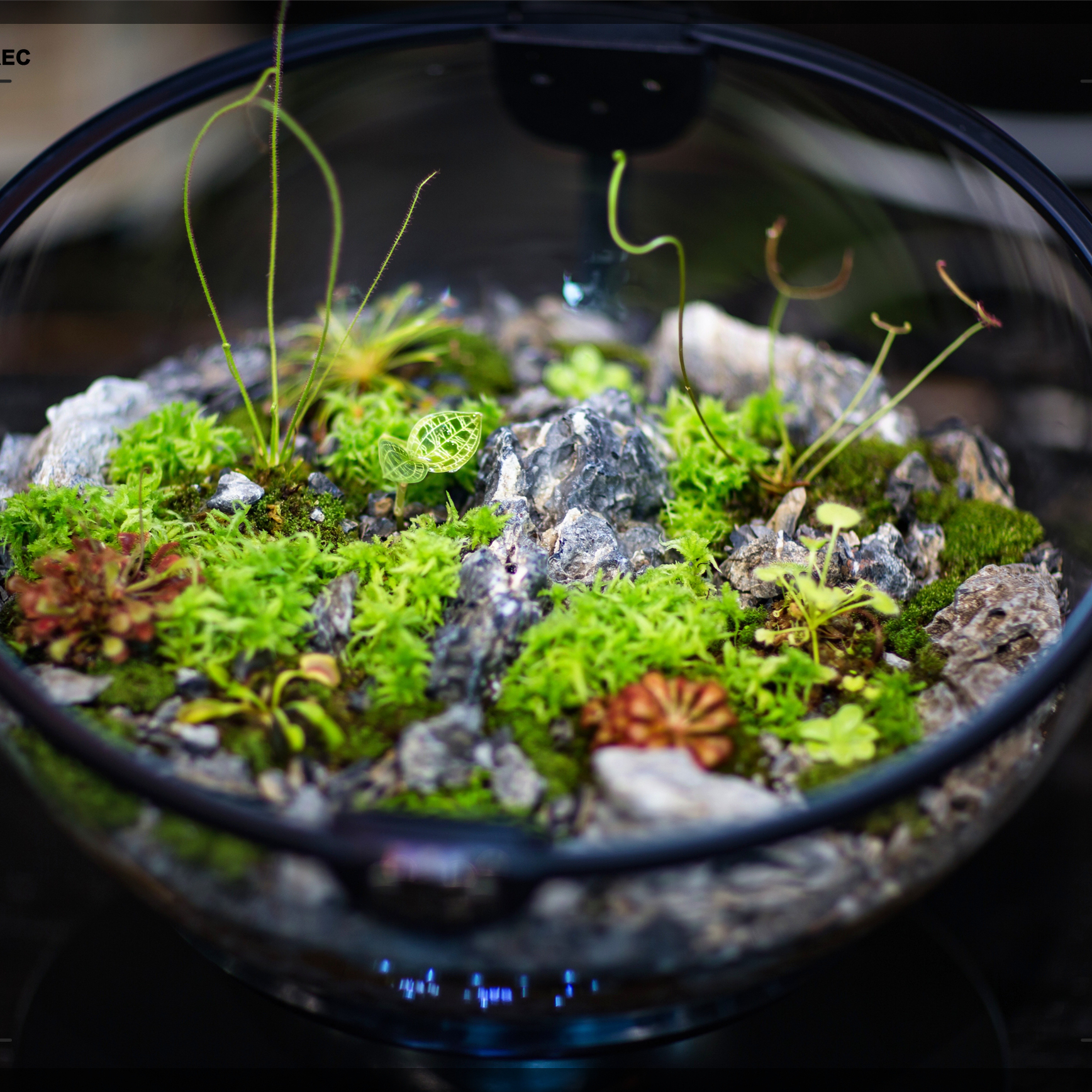 Hot Sales Acrylic Material  Ba - огляд і ціна Aquarium Fish For Sale