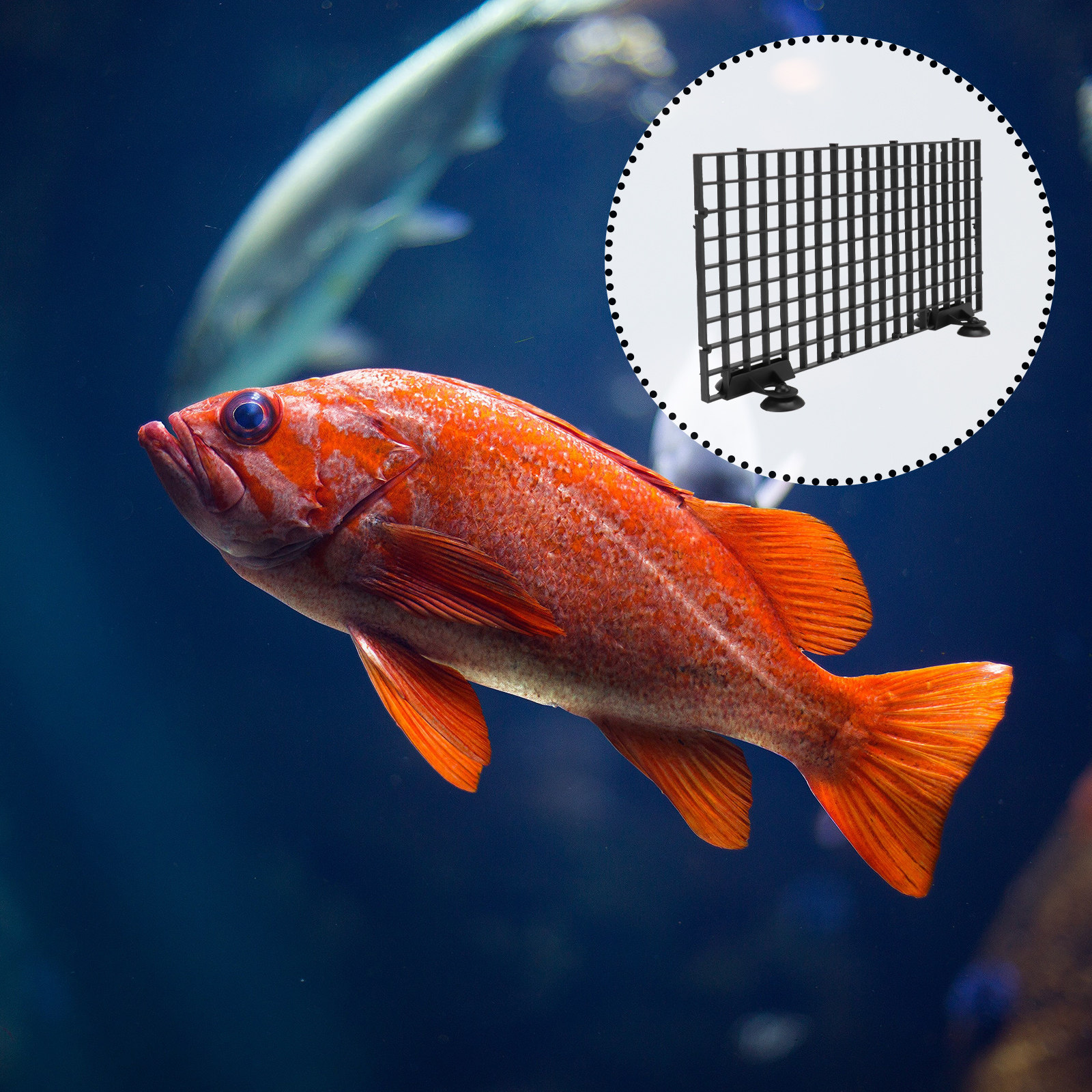 Fish Breeder Net Hatchery for  - огляд і ціна Aquarium Fish Big Size
