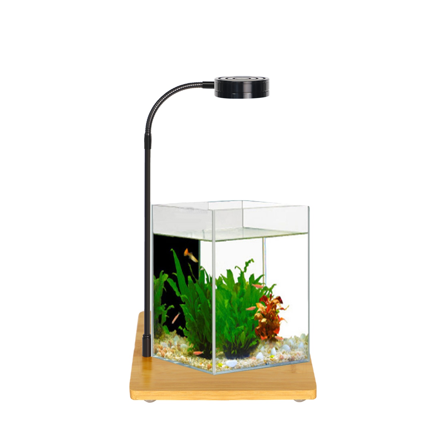 Right Angle Ultra-white Grass  - огляд і ціна Aquarium Fish And Price