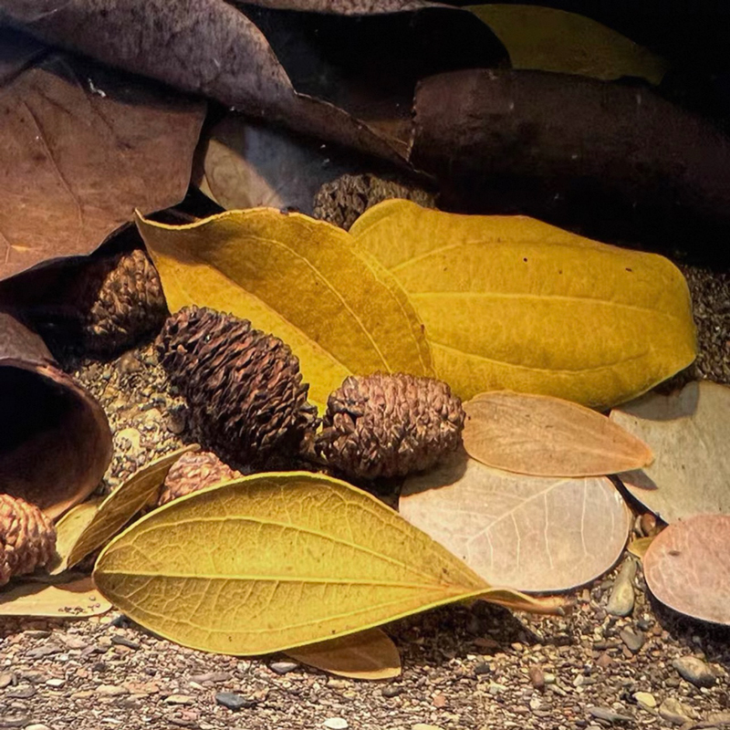 20pcs/lot Alder Cones Anti-Bac - огляд і ціна Aquarium Fish Diseases
