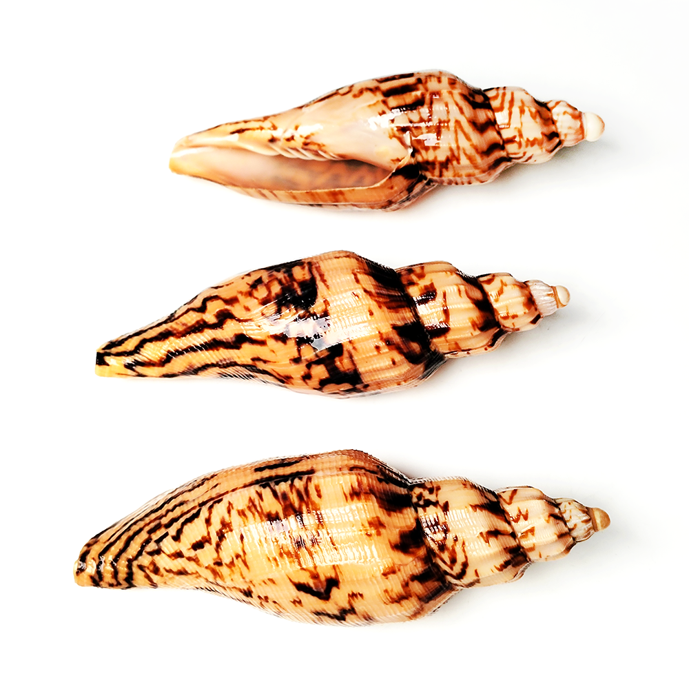 8-10CM Natural Volute Shell Fu - огляд і ціна Aquarium Fish Names
