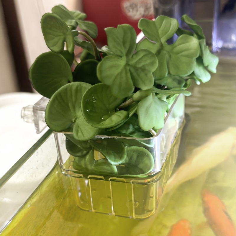 1/5pcs Aquarium Decoration Pla - огляд і ціна Box Fish In Aquarium